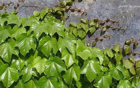 常春藤和爬山虎的区别 常春藤和爬山虎的区别