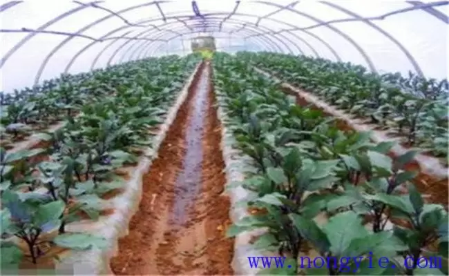 冬季怎样种植大棚茄子 冬季怎样种植大棚茄子