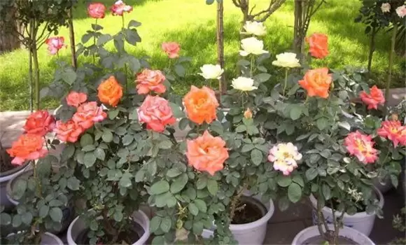 如何养殖月季花 如何养殖月季花
