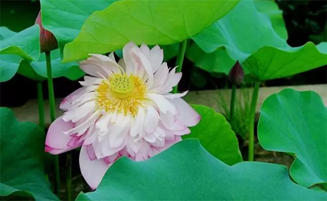 荷花的生长周期与生长过程 荷花的生长周期与生长过程