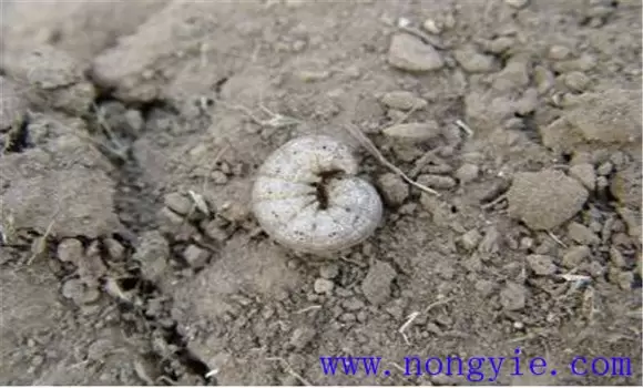 小地老虎是昆虫吗?小地老虎的防治方法 小地老虎是昆虫吗?小地老虎的防治方法