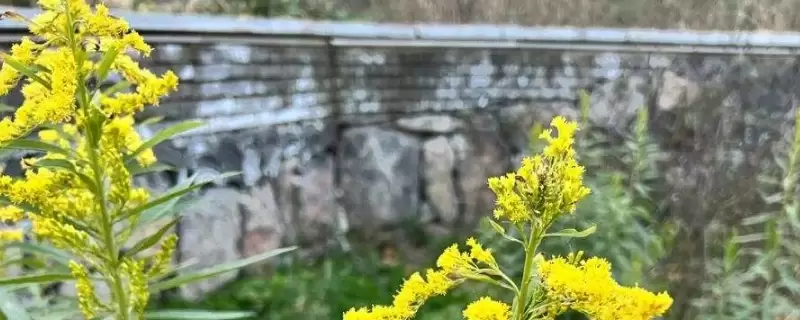 加拿大一枝黄花的花语 加拿大一枝黄花的花语
