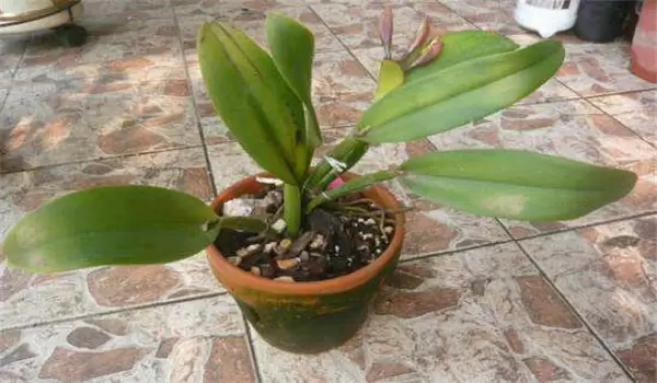 卡特兰花栽培技术要点 卡特兰花栽培技术要点