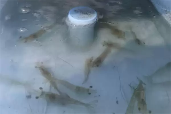 南美白对虾菌类病及寄生虫病主要有哪些？