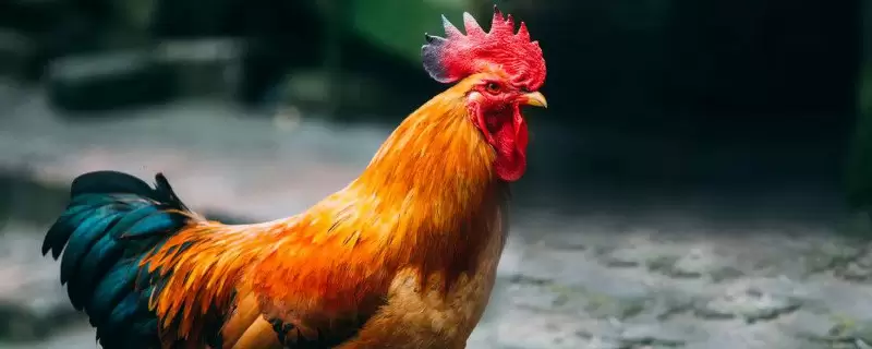养鸡怎样防止黄鼠狼 养鸡怎样防止黄鼠狼
