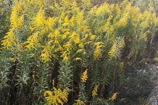 加拿大一枝黄花的花语 加拿大一枝黄花的花语