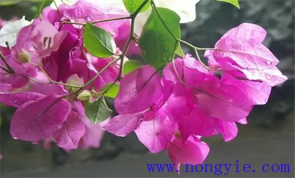 叶子花(三角花)如何养殖 叶子花(三角花)如何养殖