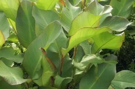 双子叶植物和单子叶植物的区别 双子叶植物和单子叶植物的区别