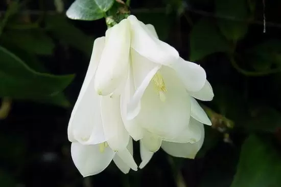 风铃花的花语是什么? 风铃花的花语是什么?