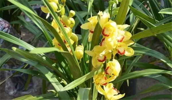 大花蕙兰什么时候开花,如何养护与管理 大花蕙兰什么时候开花,如何养护与管理