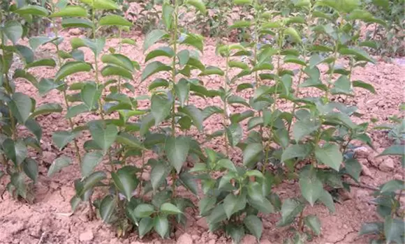 大樱桃实生砧木苗培育技术的两种方法 大樱桃实生砧木苗培育技术的两种方法