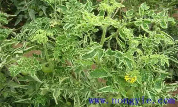 番茄卷叶子是什么原因