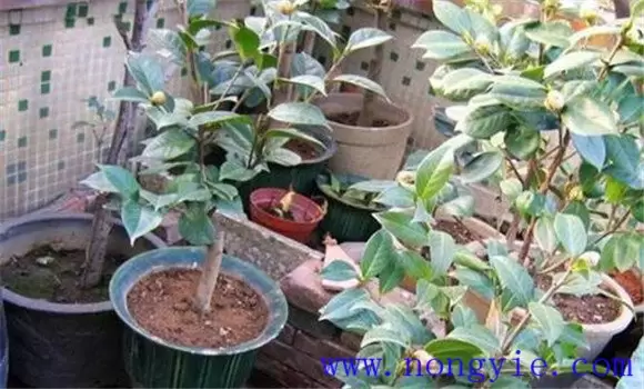 茶花养护与管理方法 茶花养护与管理方法