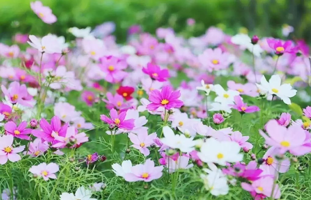 宿根花卉比较适应什么样的生态环境?有哪些不同的特点? 宿根花卉比较适应什么样的生态环境?有哪些不同的特点?