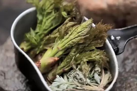 刺嫩芽是什么 刺嫩芽是什么