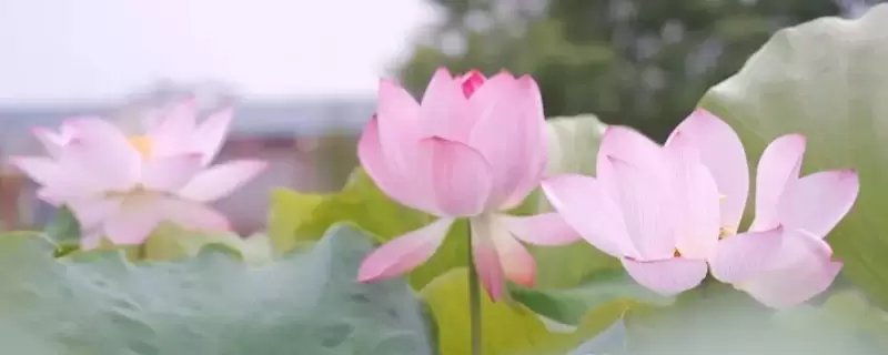 夏天开的花都有什么花 夏天开的花都有什么花