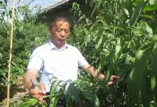 夏季桃树修剪的六大手段是什么 夏季桃树修剪的六大手段是什么