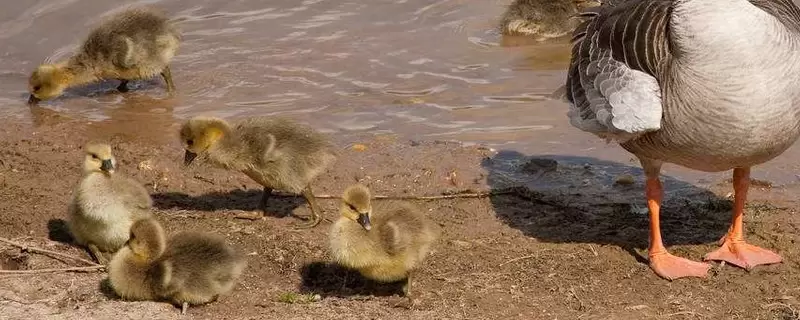 雏鹅扎堆什么原因 雏鹅扎堆什么原因