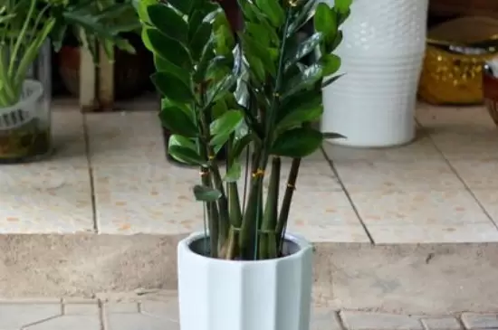 十大客厅风水植物 十大客厅风水植物