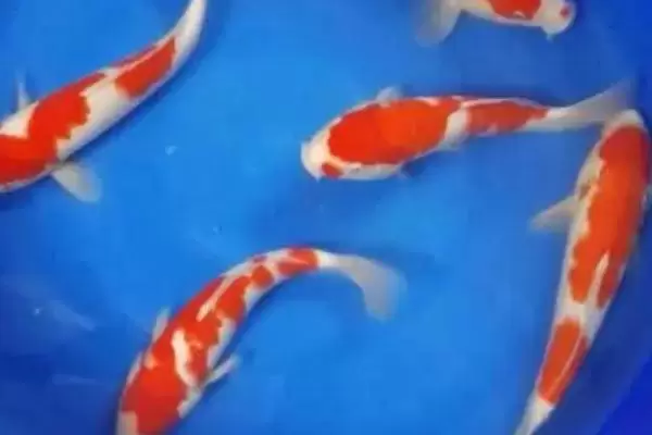 如何饲养大锦鲤,每隔3天要换一次水 如何饲养大锦鲤,每隔3天要换一次水