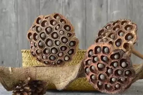干莲蓬的寓意和象征 干莲蓬的寓意和象征