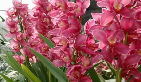 大花蕙兰什么时候开花,如何养护与管理 大花蕙兰什么时候开花,如何养护与管理
