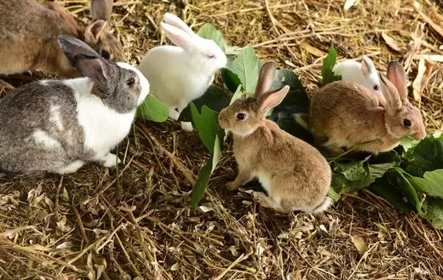 优质肉兔养殖标准之第三部分 仔兔的饲养管理插图