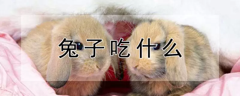 兔子吃什么 兔子吃什么