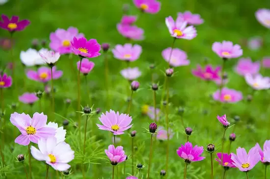 幸福香花的养殖方法 幸福香花的养殖方法