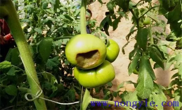 番茄脐腐病是因为缺什么引起的 番茄脐腐病是因为缺什么引起的