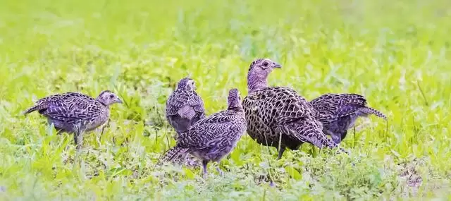 图片[5]-如何养小山鸡？-会东网