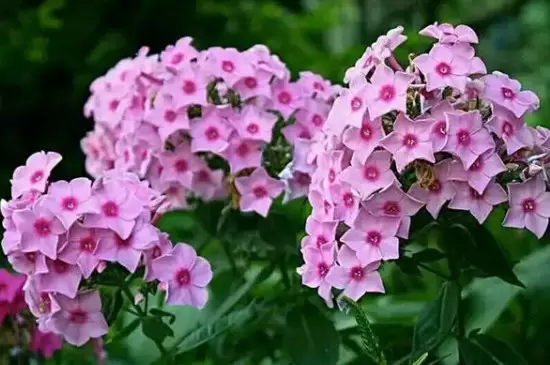 冬天不怕冻的盆栽花有哪些 冬天不怕冻的盆栽花有哪些
