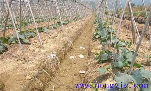 春季露地的冬瓜栽培与管理方法 春季露地的冬瓜栽培与管理方法