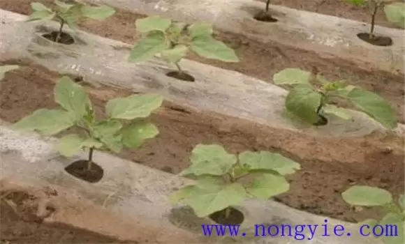 冬春大棚茄子种植高产管理技术 冬春大棚茄子种植高产管理技术