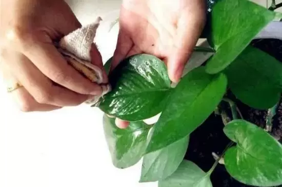 啤酒擦叶子的正确方法 啤酒擦叶子的正确方法