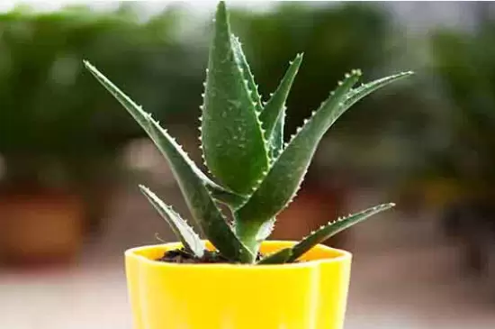 什么植物晚上释放氧气 什么植物晚上释放氧气