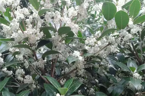 刺桂几月份开花 刺桂几月份开花