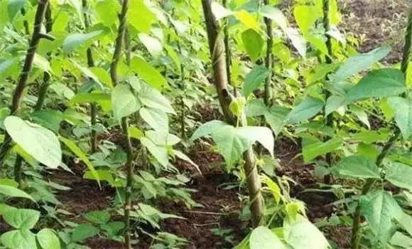 四季豆栽培管理技术要点 四季豆栽培管理技术要点