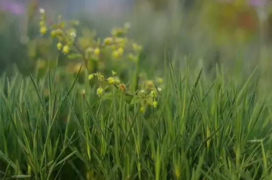 小草的象征意义 小草的象征意义
