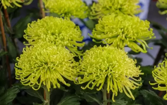 冬天怎么养护和修剪菊花:留根存芽,修剪别留手 冬天怎么养护和修剪菊花:留根存芽,修剪别留手