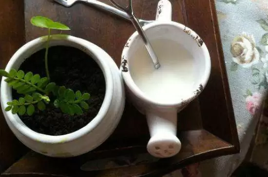 过期牛奶怎么处理才能浇花 过期牛奶怎么处理才能浇花