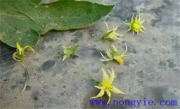如何预防茄子落花落果 如何预防茄子落花落果