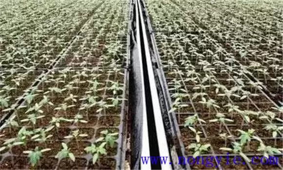圣女果种植时间