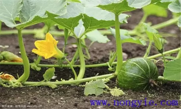 南瓜种植时间 南瓜种植时间
