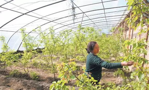大棚杏树种植技术 大棚杏树种植技术