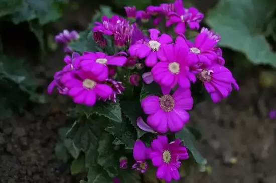 瓜叶菊有毒吗在室内养 瓜叶菊有毒吗在室内养