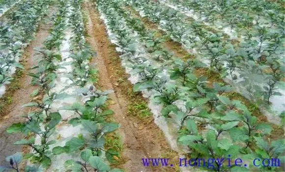 大棚茄子种植管理技术要点有哪些 大棚茄子种植管理技术要点有哪些
