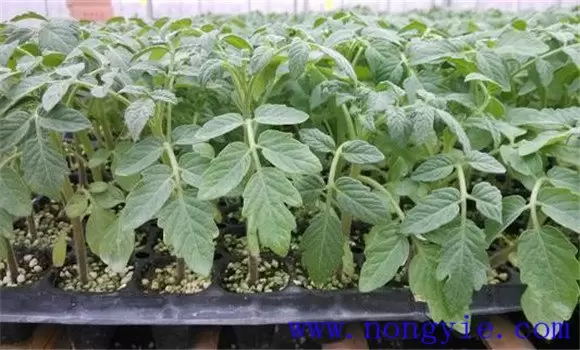 番茄育苗期是多少天，讲述番茄育苗技术全过程
