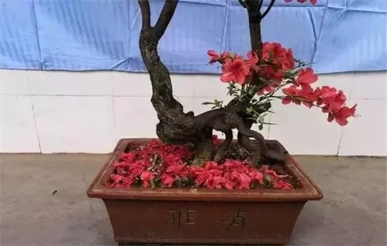 杜鹃花盆栽关键技术