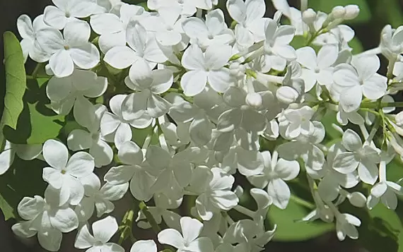 五月丁香北京香,北方丁香花期在五月 五月丁香北京香,北方丁香花期在五月
